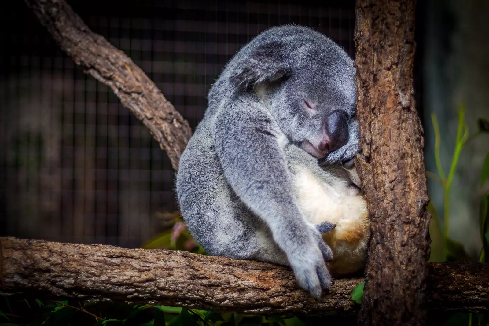 Leanbh Koala i gcrann i gCathair Cairn