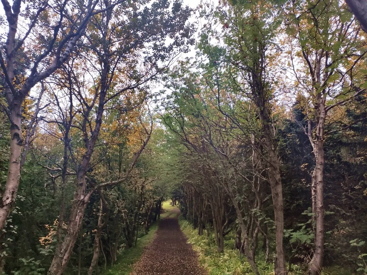 بیشه هوفدی.