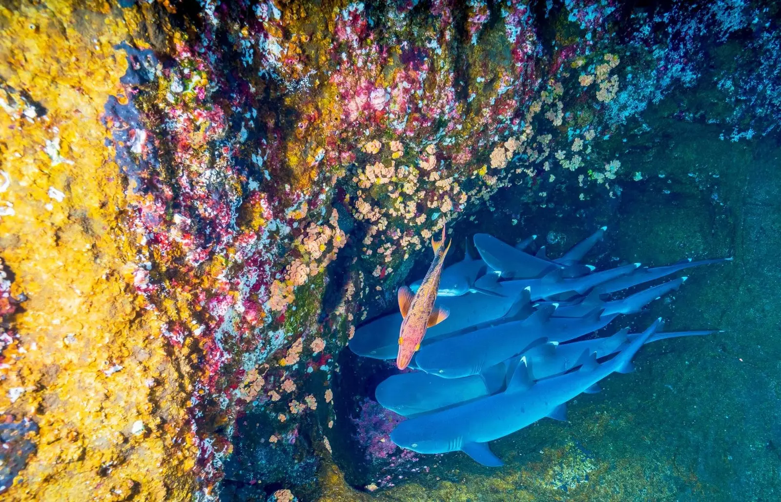 Un paradis pentru iubitorii de scufundări