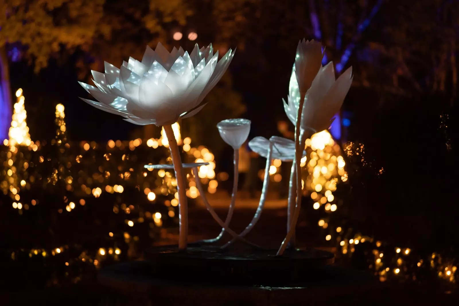 'Nature on', det mest ventede lysshow vender tilbage til Madrids botaniske have