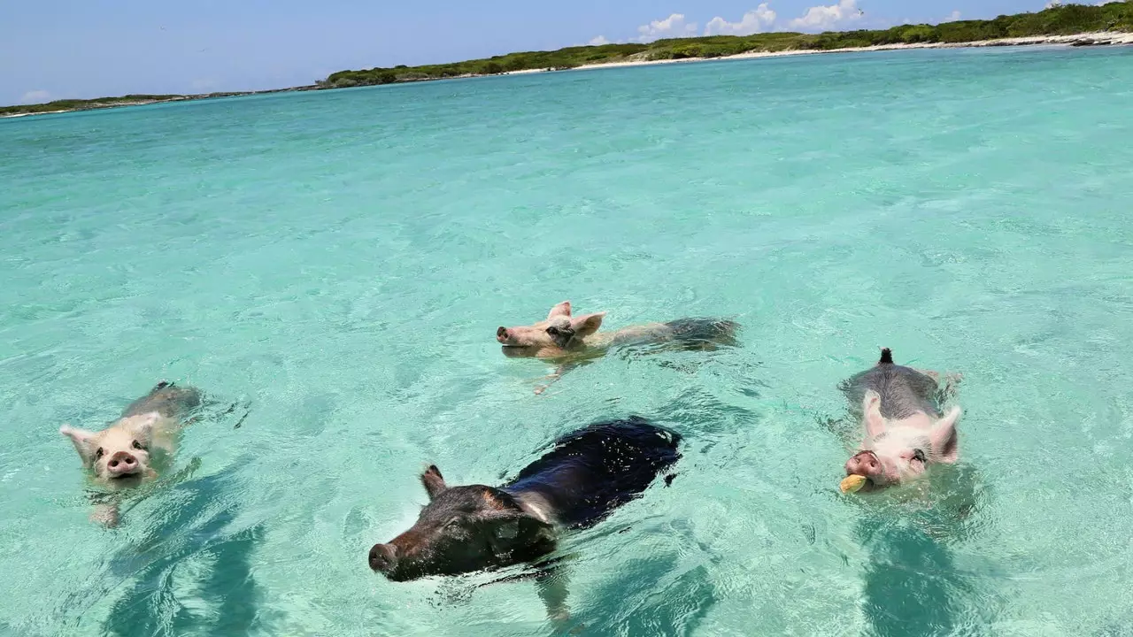 'Nguruwe wa Paradiso': Je, Nguruwe Wanaoogelea Kwenye Fukwe za Bahamas Wana Furaha Kweli?