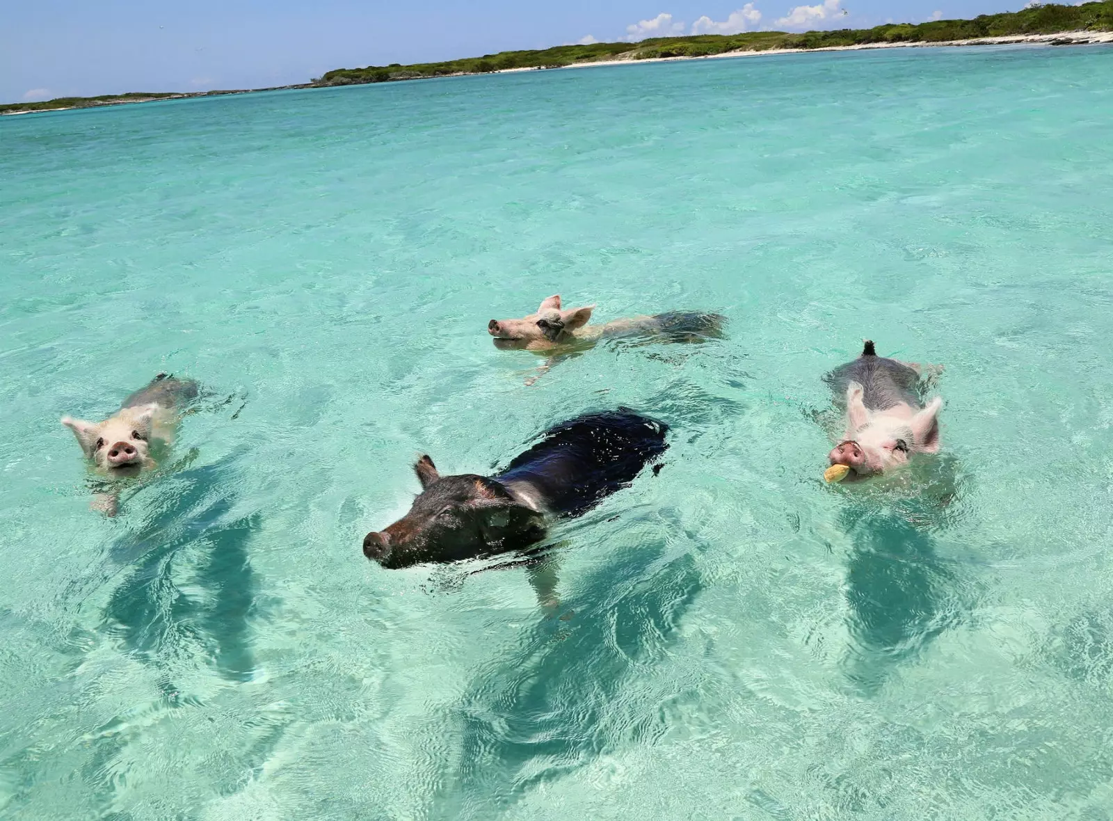 Bahamaanse varkens.