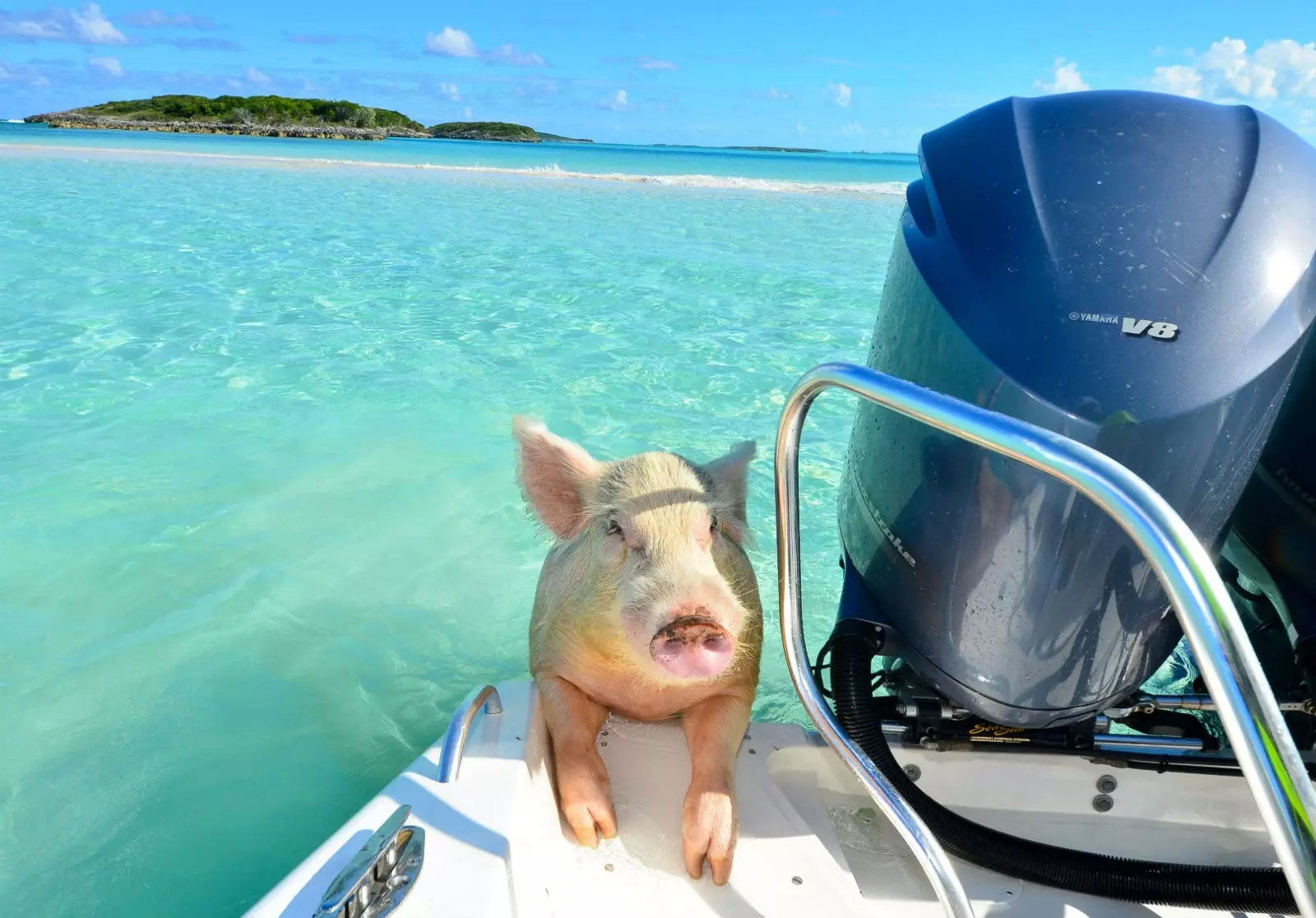 Si nous les comparons à la plupart des porcs de ferme dans le monde, ils sont heureux.