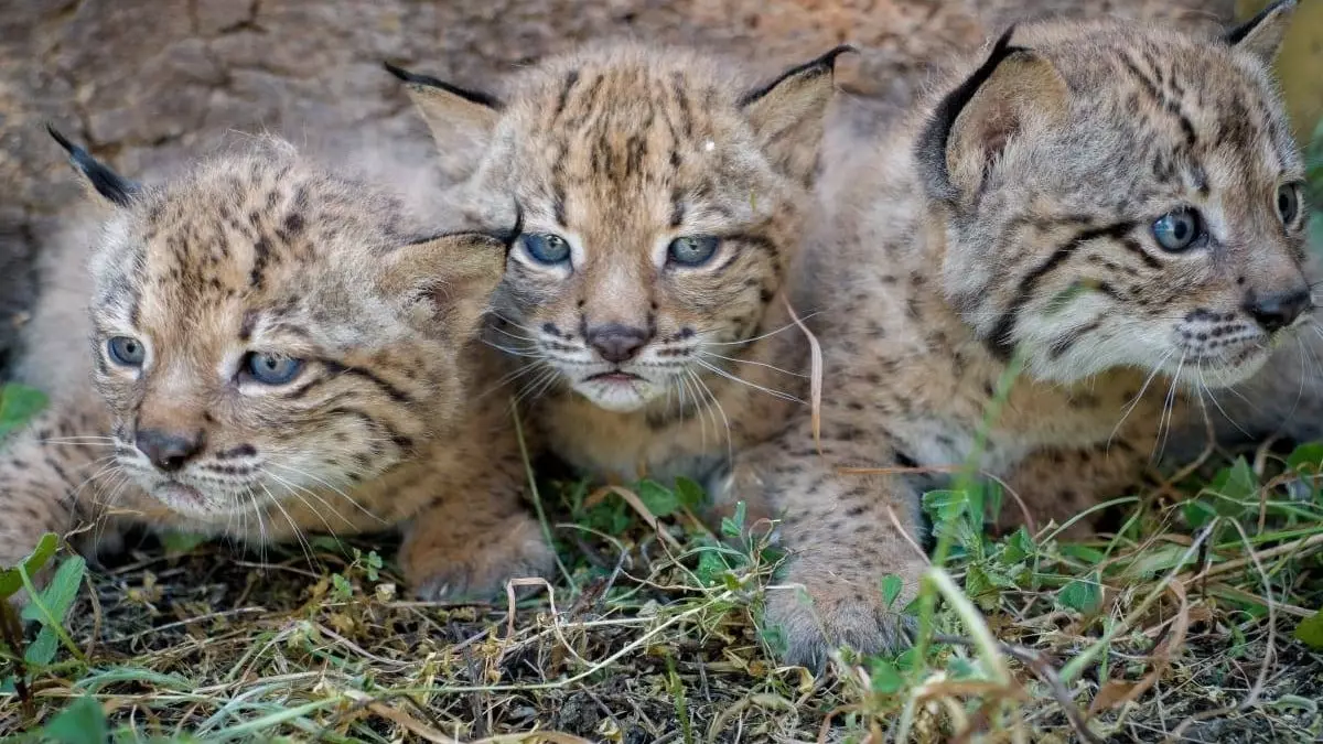 Sono appena nati 15 cuccioli di lince e vederli dal vivo è la cosa più commovente che si possa fare in questi giorni