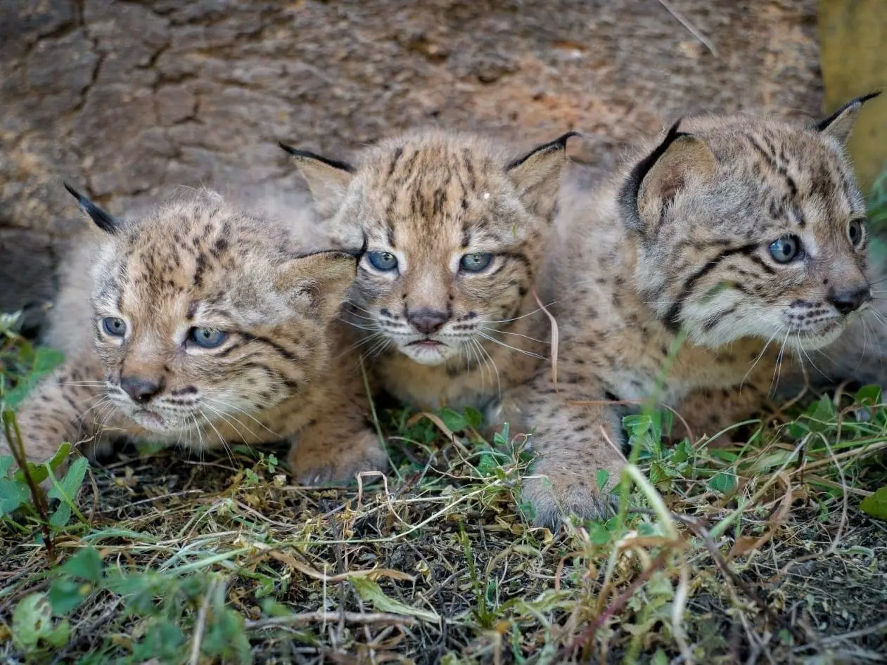 cuccioli di lince