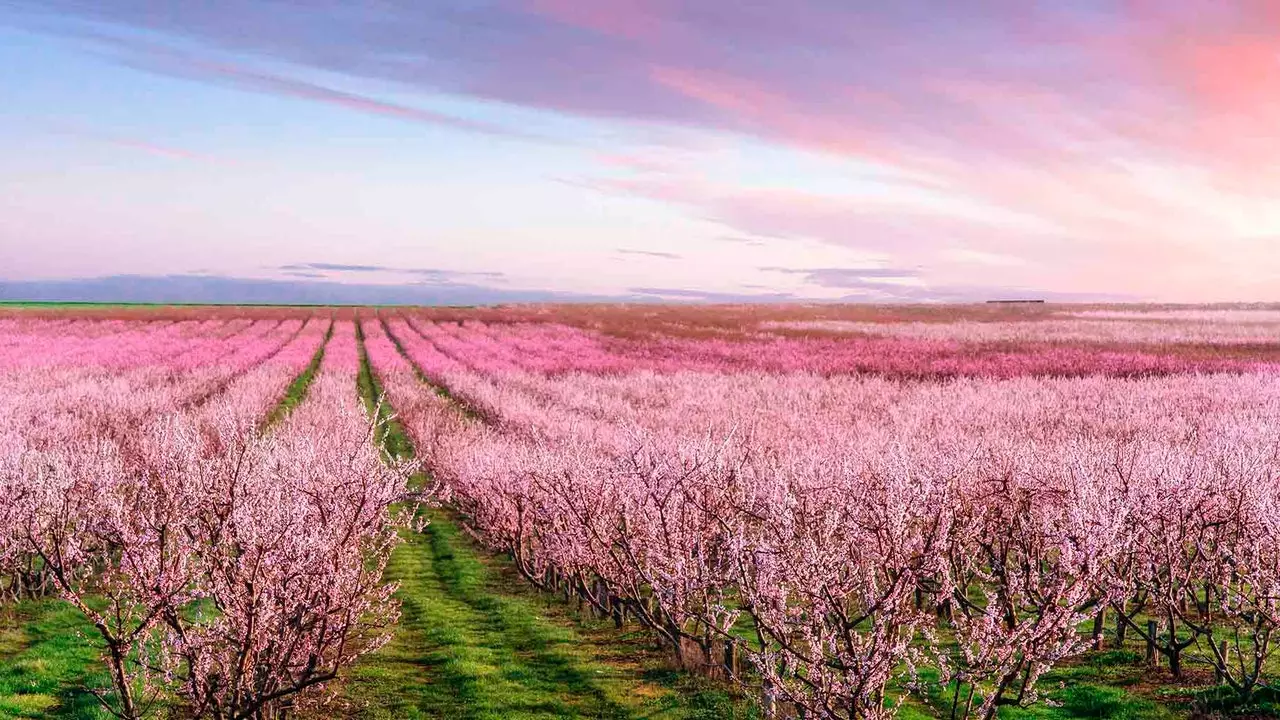 Flowering floods Spain: choose your perfect spring getaway