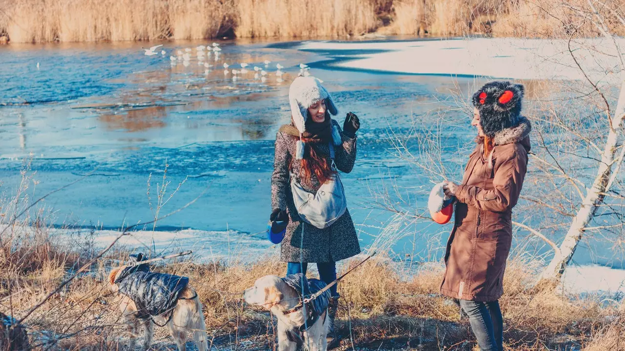 Viis sihtkohta, kus oma koeraga jõule tähistada