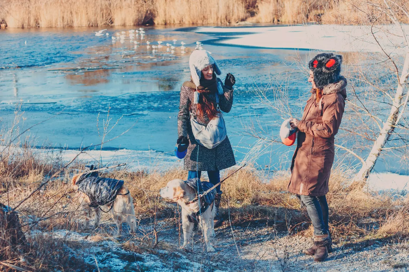 Viis sihtkohta, kus oma koeraga jõule tähistada