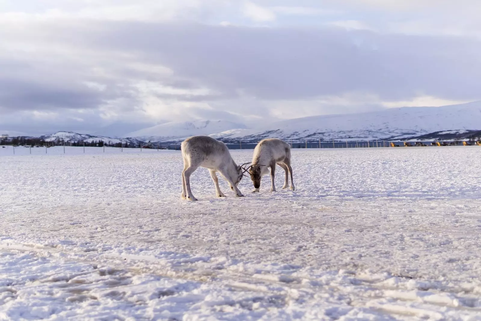 Sami Norway