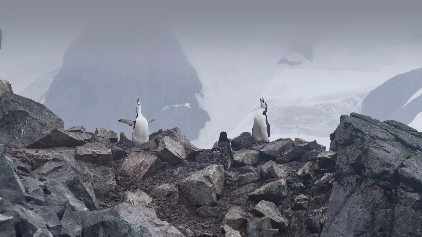 Antarctica a message from another planet