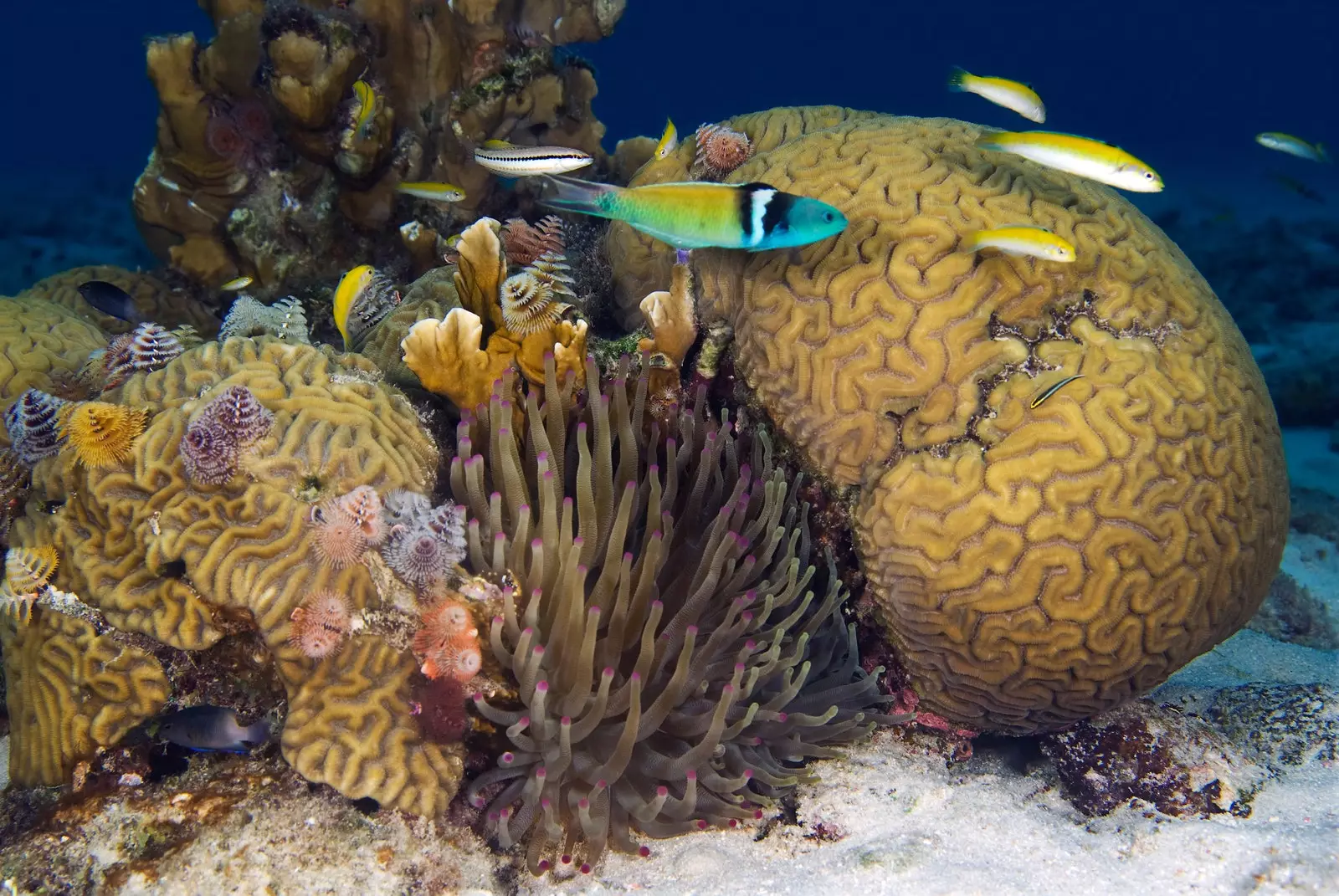 Coral reef with various organisms