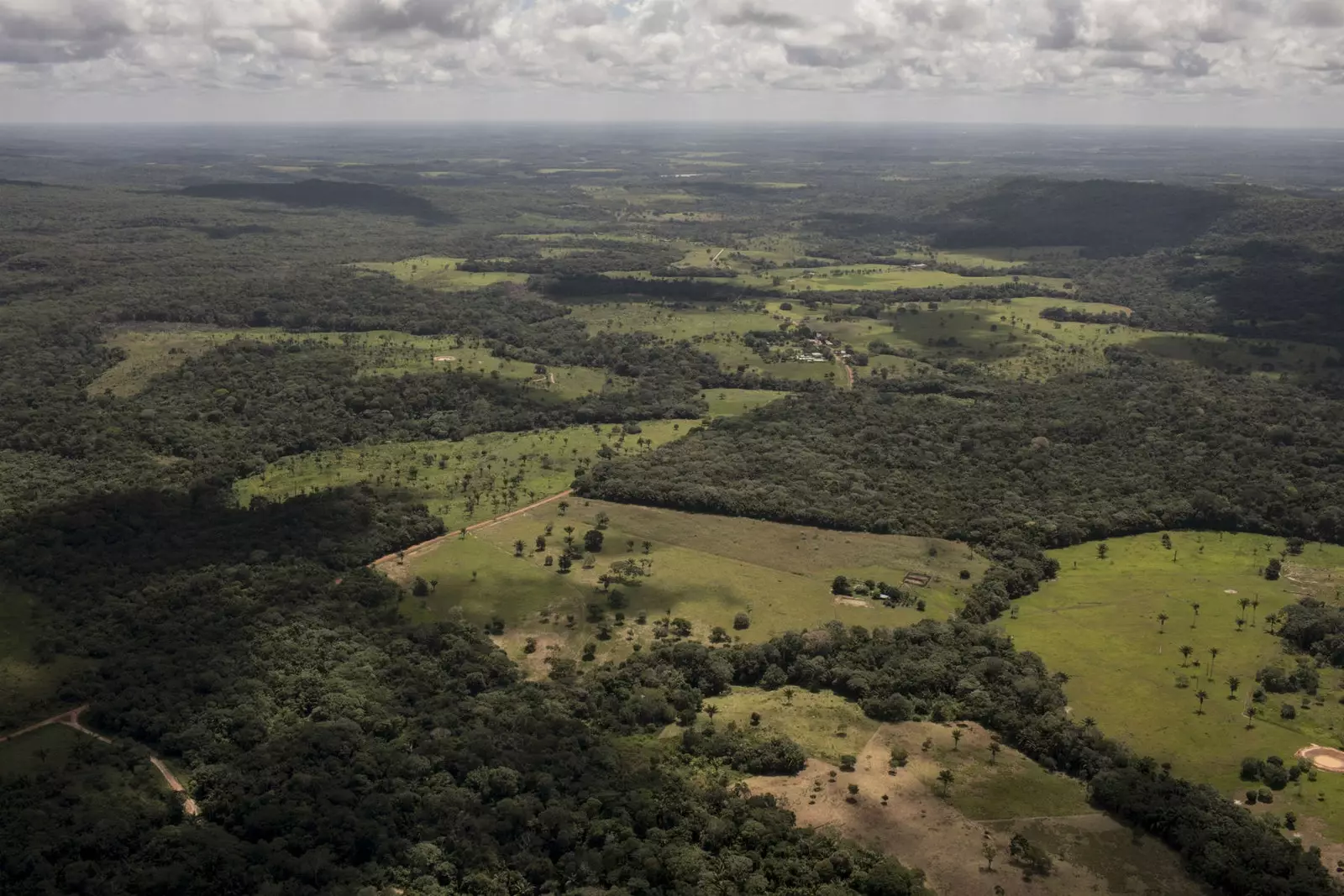 Art rupestre espècies en extinció... ho té tot