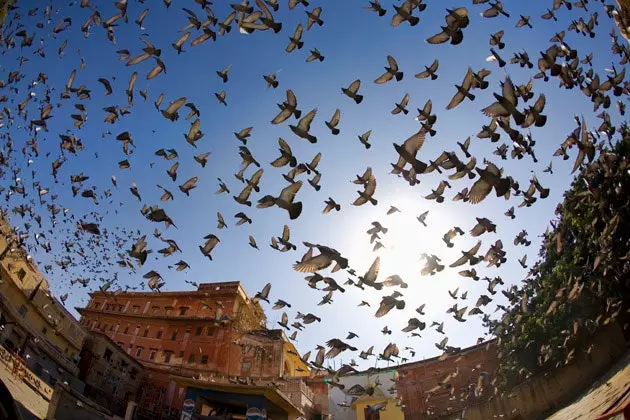 Burung merpati yang ingin menjatuhkan Colosseum