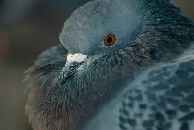 Burung merpati yang ingin menjatuhkan Colosseum