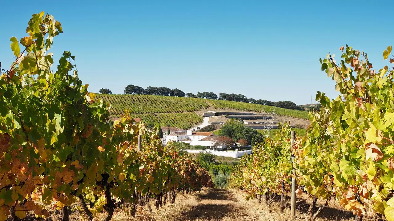 Skjelve Douro! Torres Vedras og Alenquer viner er allerede her