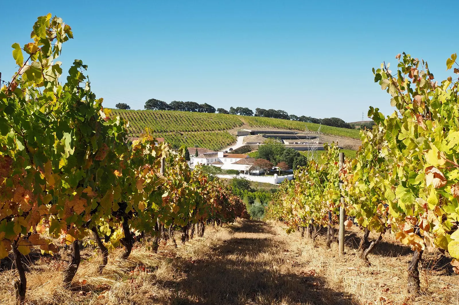 Tremble Douro Вината на Torres Vedras и Alenquer са вече тук