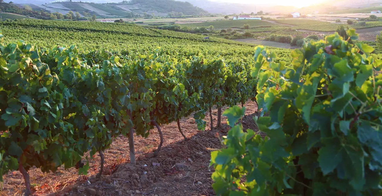 Beven Douro De wijnen van Torres Vedras en Alenquer zijn er al