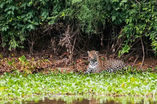 Jaguar no Pantanal