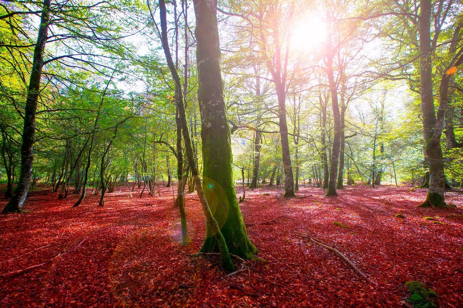 Skogen i Irati Navarra