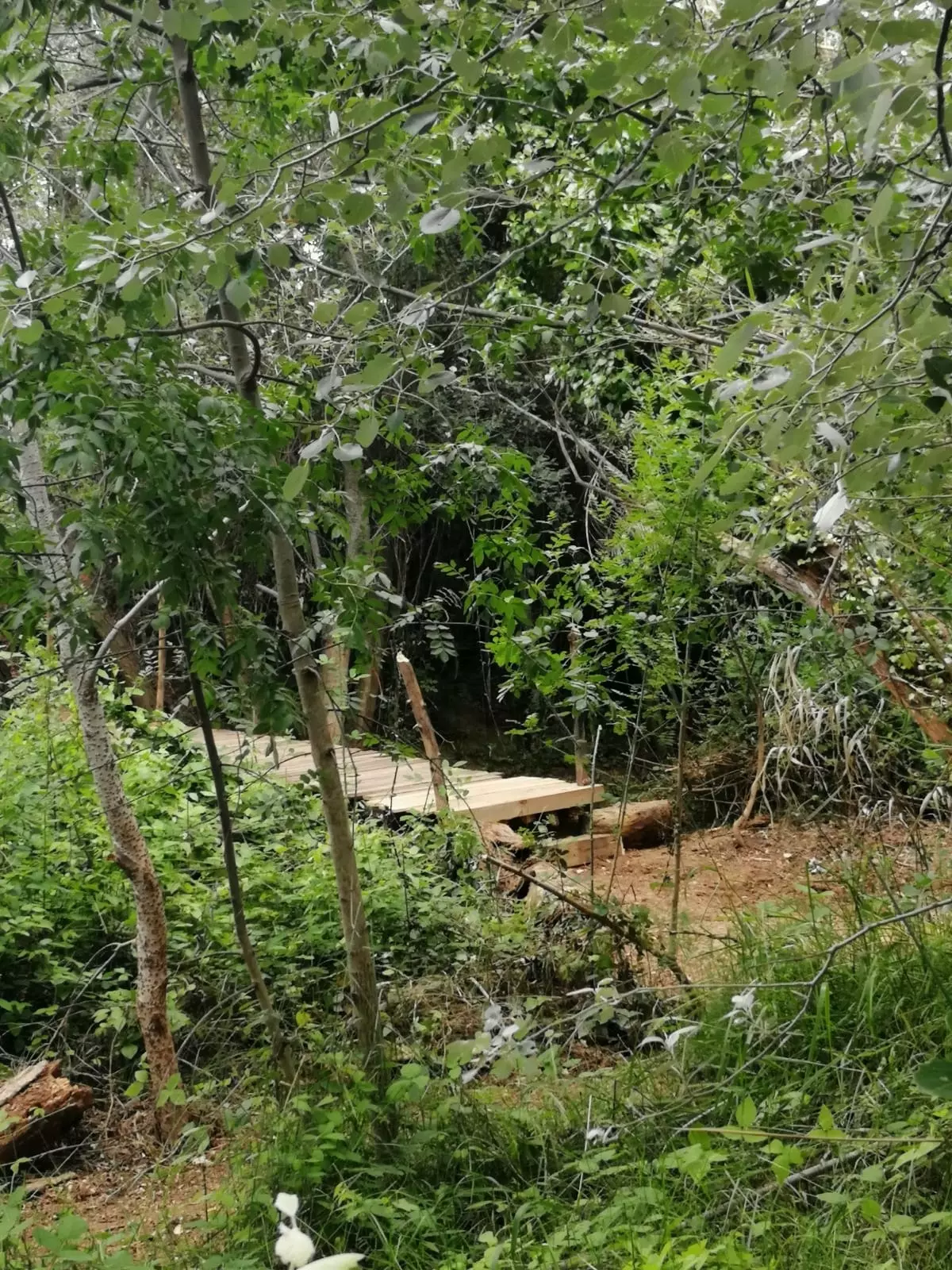 A ponte é um símbolo da Floresta Sonora