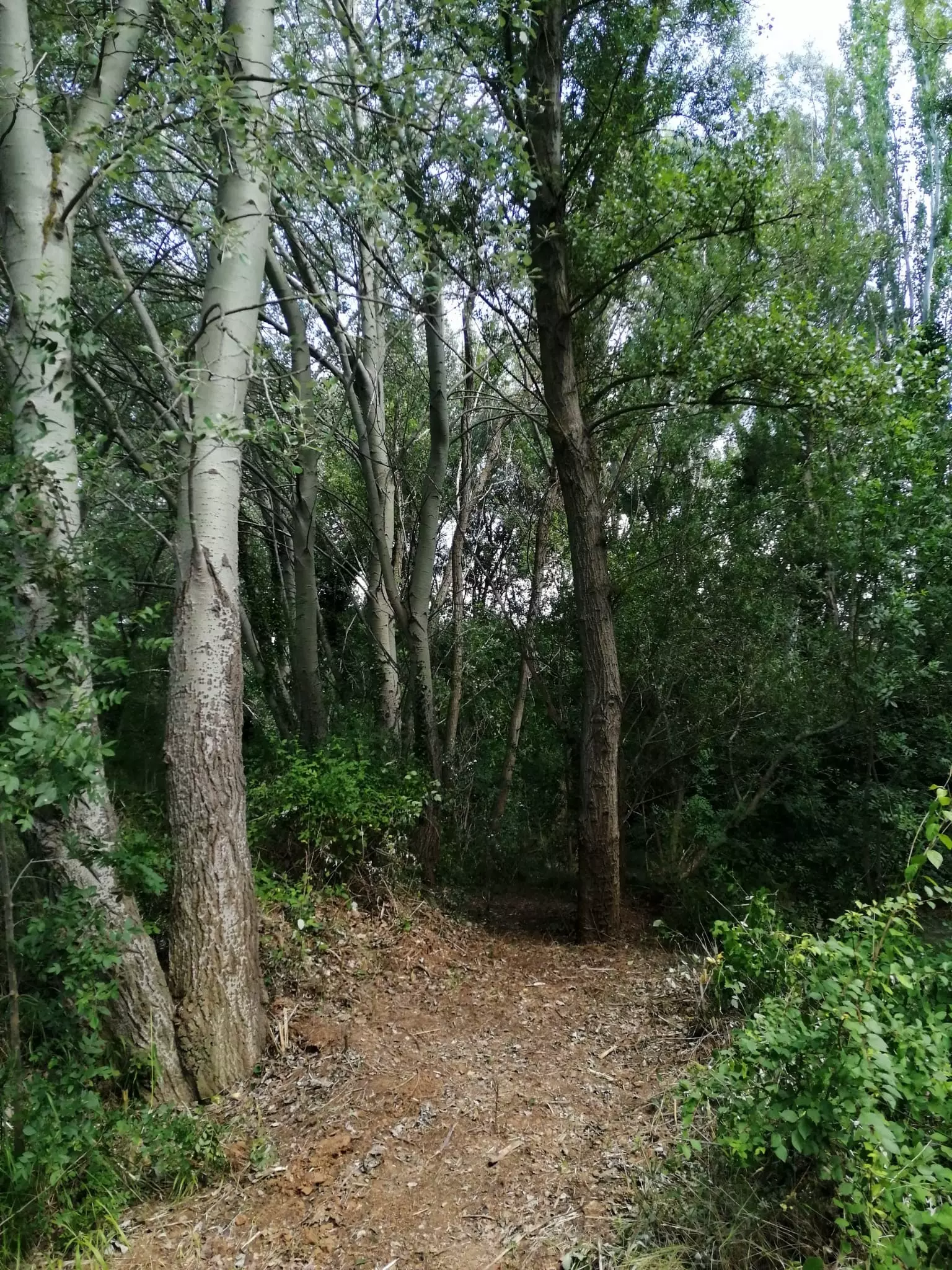 Path that leads to the Bosque Sonoro concert area in Mozota