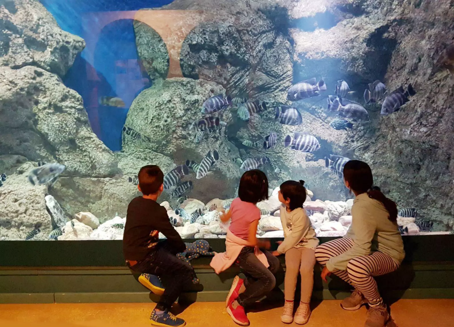 Sidd Dir ee vun den 100.000 Visiteuren, déi den Zaragoza Aquarium dëst Joer erwaart?