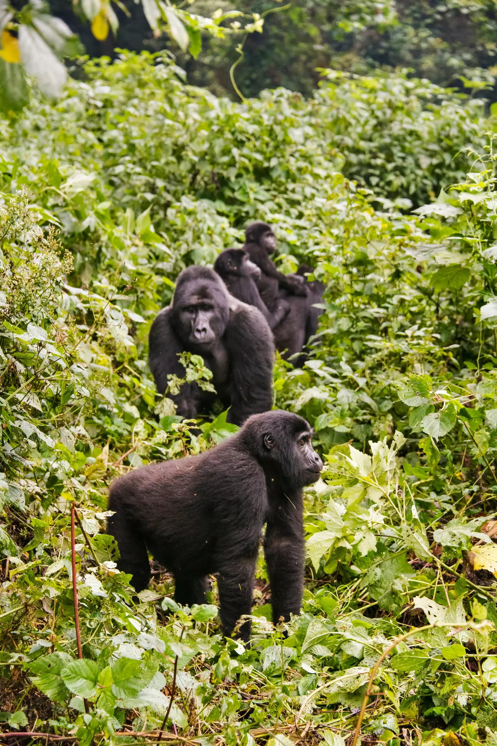 Mehrere Gorillas inmitten der Vegetation in Uganda