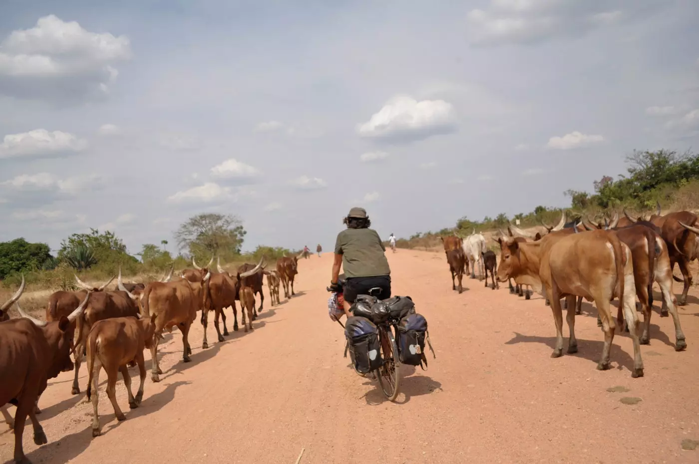 Miguel among the cattle