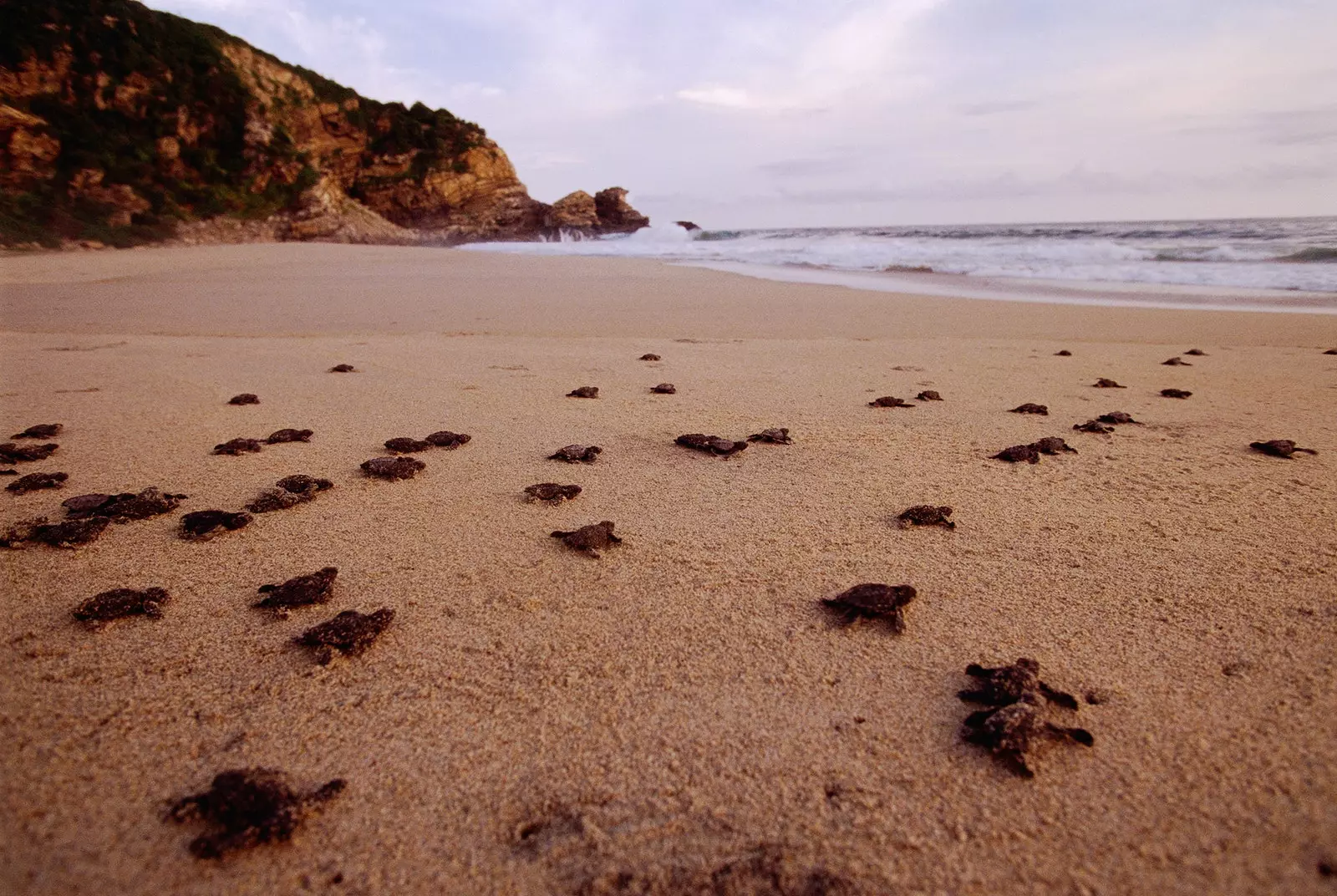 Bürste Beach Mazunte