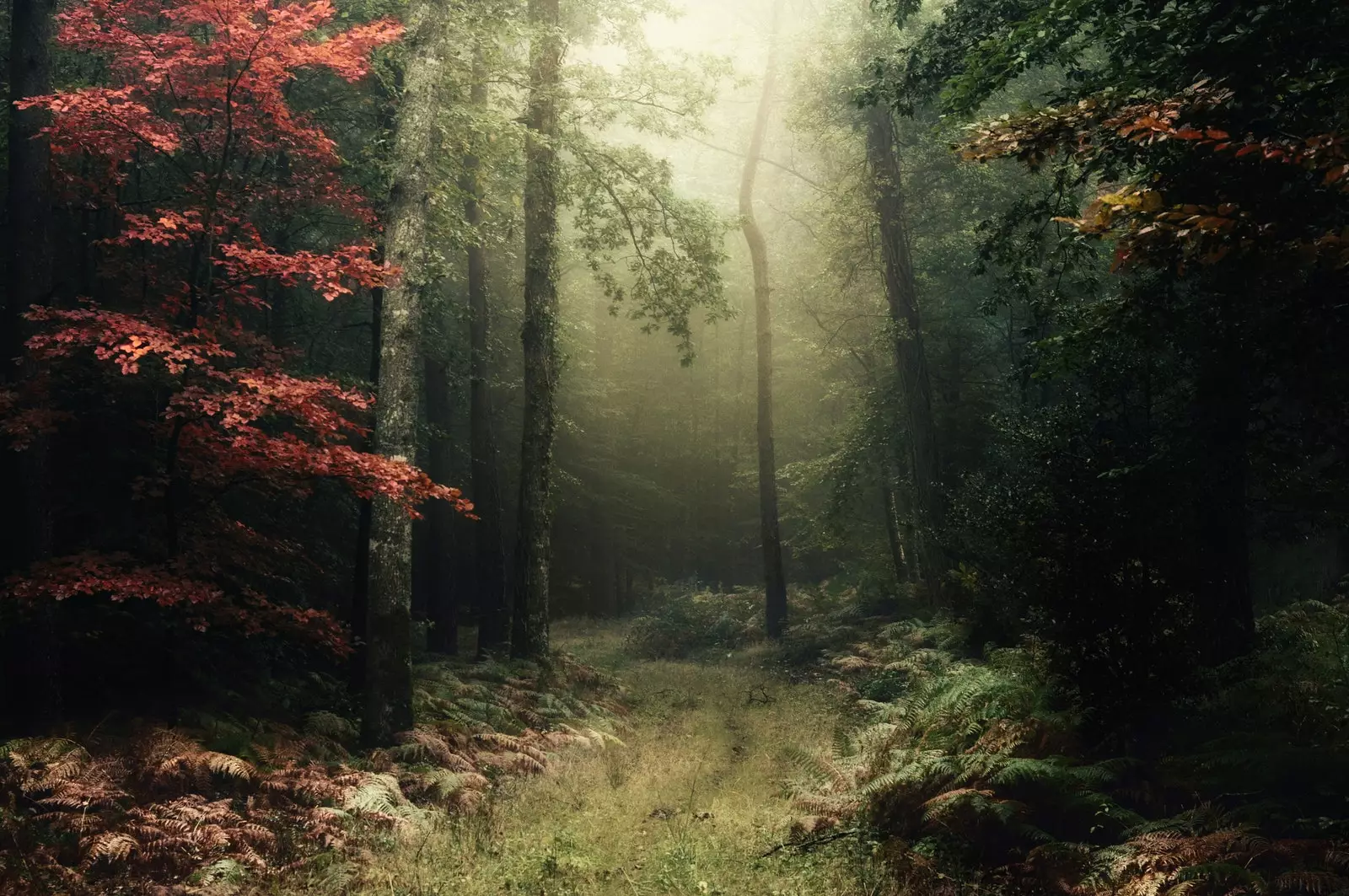 broceliande Paimpont mežs merlin mežs