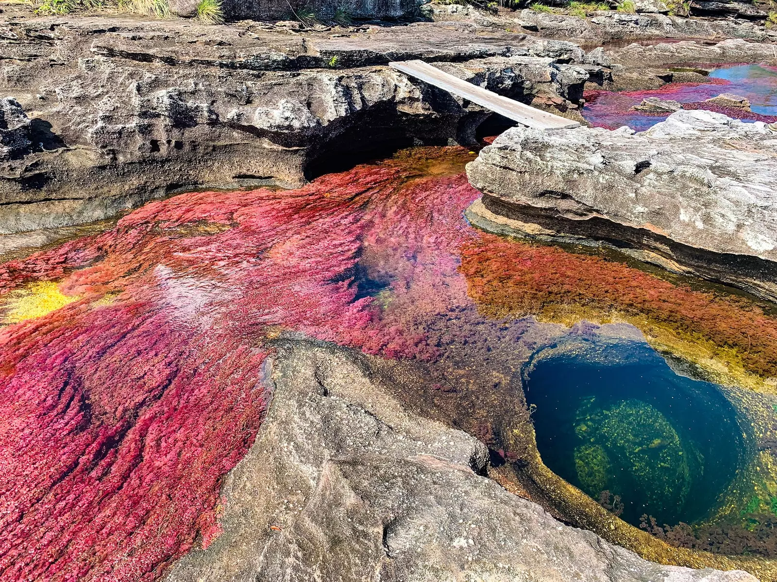 Caño Cristales upės vaga rodo savo raudoną, mėlyną, geltoną, žalią ir rožinę spalvą kaip skystą vaivorykštę.