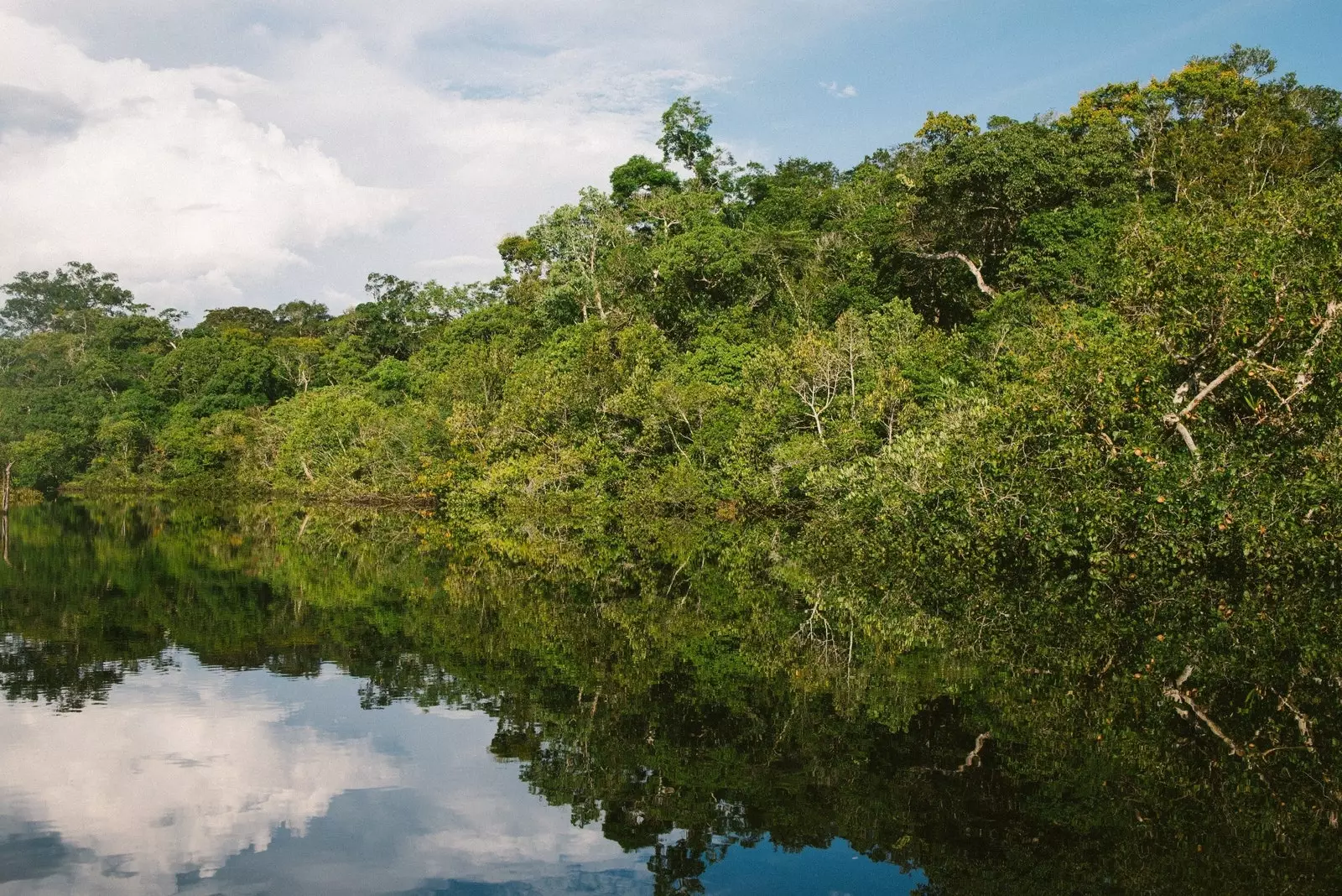 L'Amazonie plus en danger que jamais.