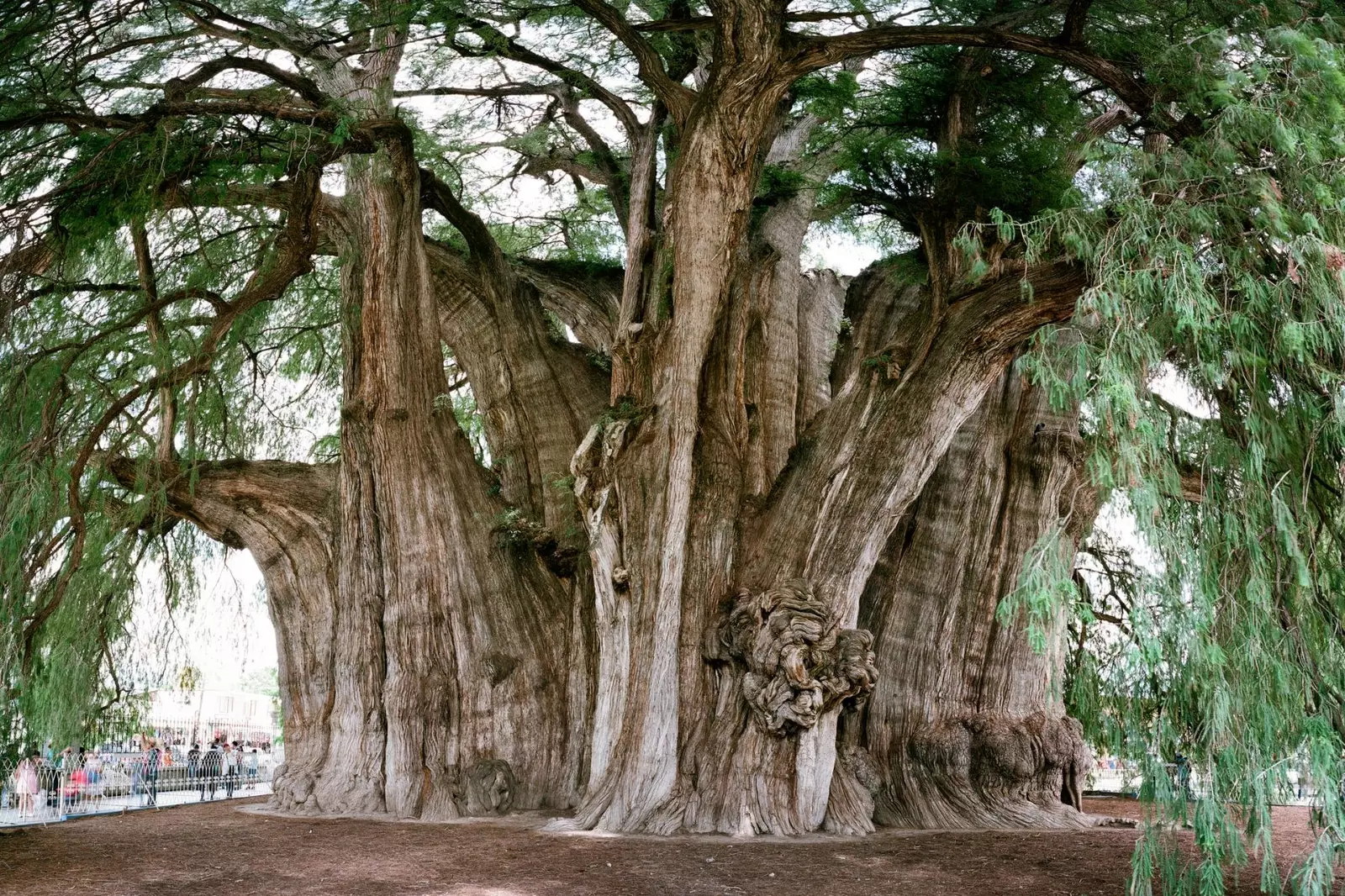 arbre de tule