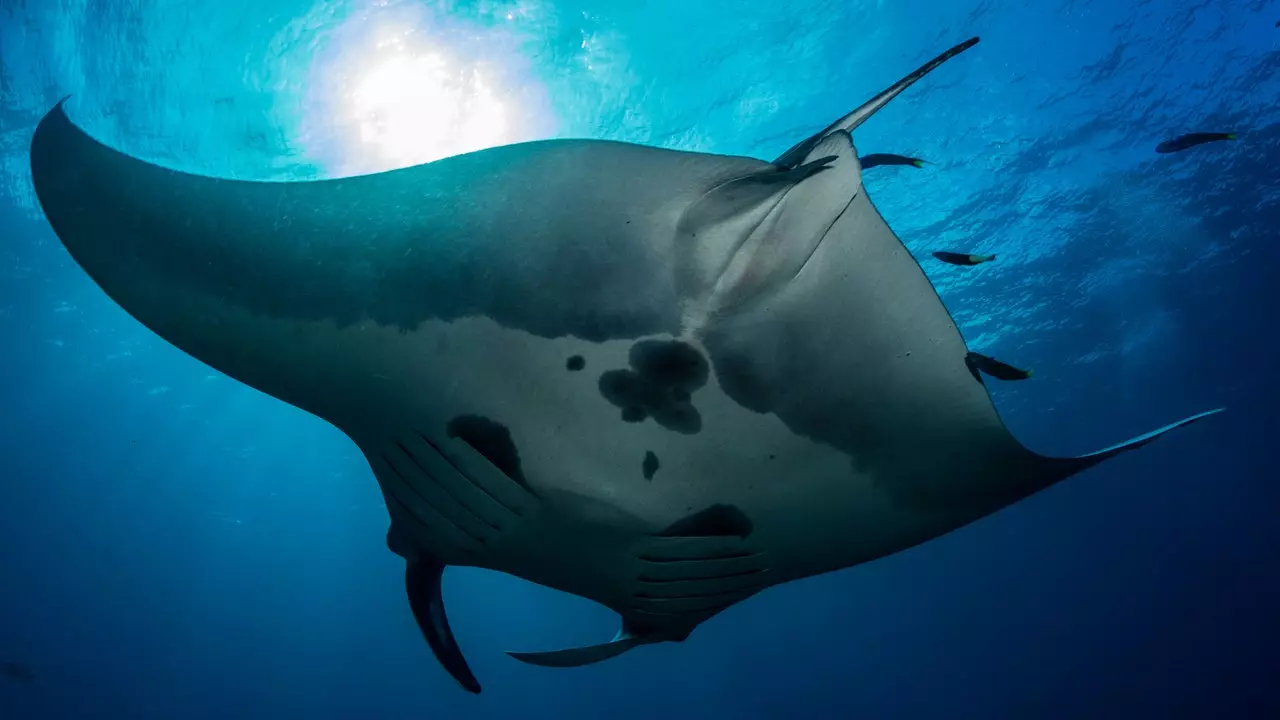 Wereldoceanendag: een project voor het behoud van de zee om mantaroggen te beschermen