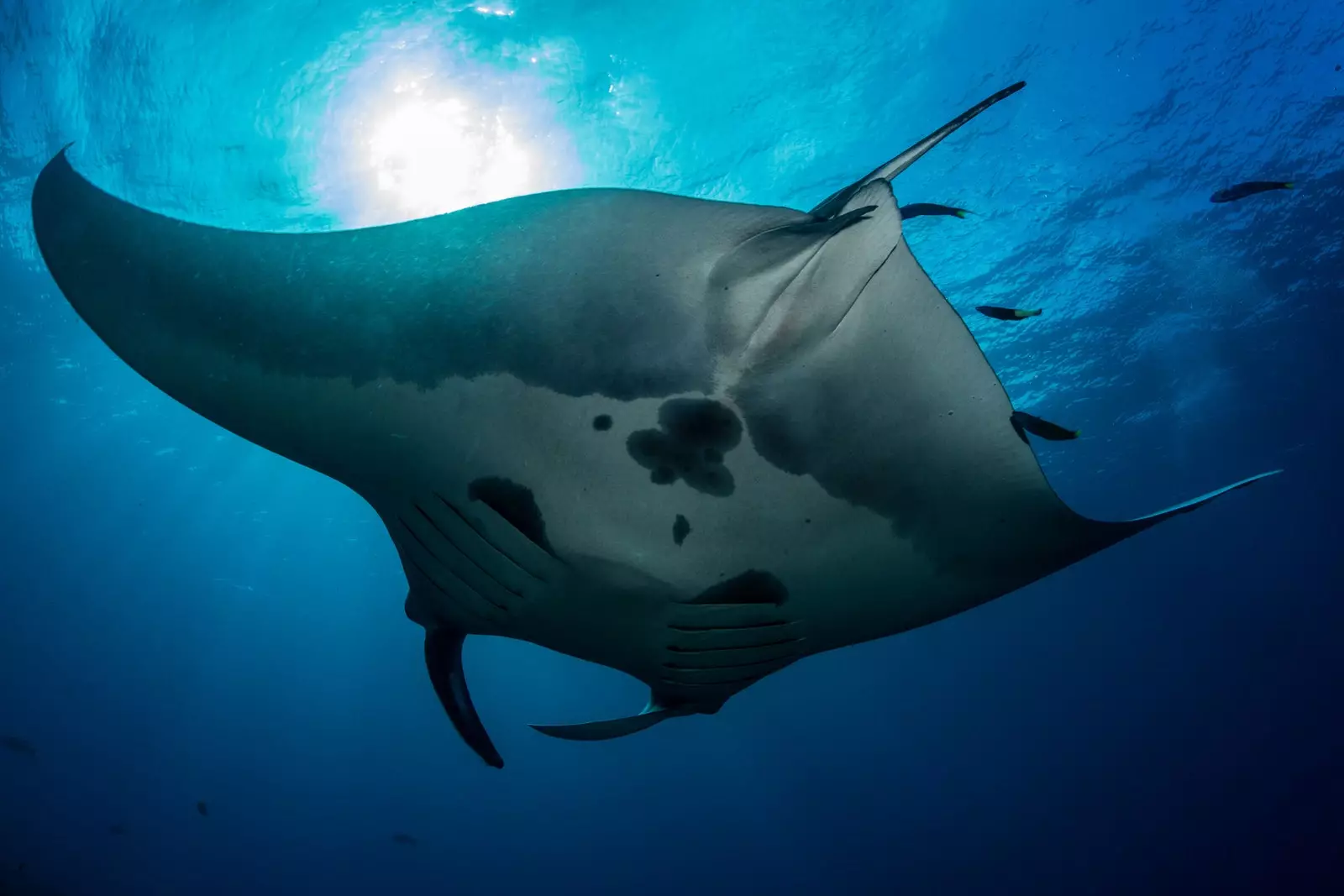 Oceanic manta veya manta ışını