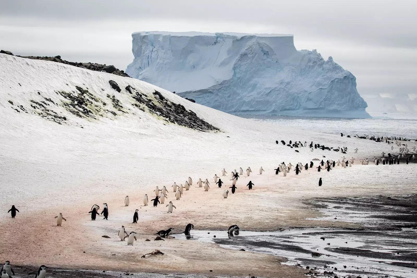 A maior colônia de pinguins-de-barbicha do mundo vivem juntos em Bally Head, na Ilha Deception