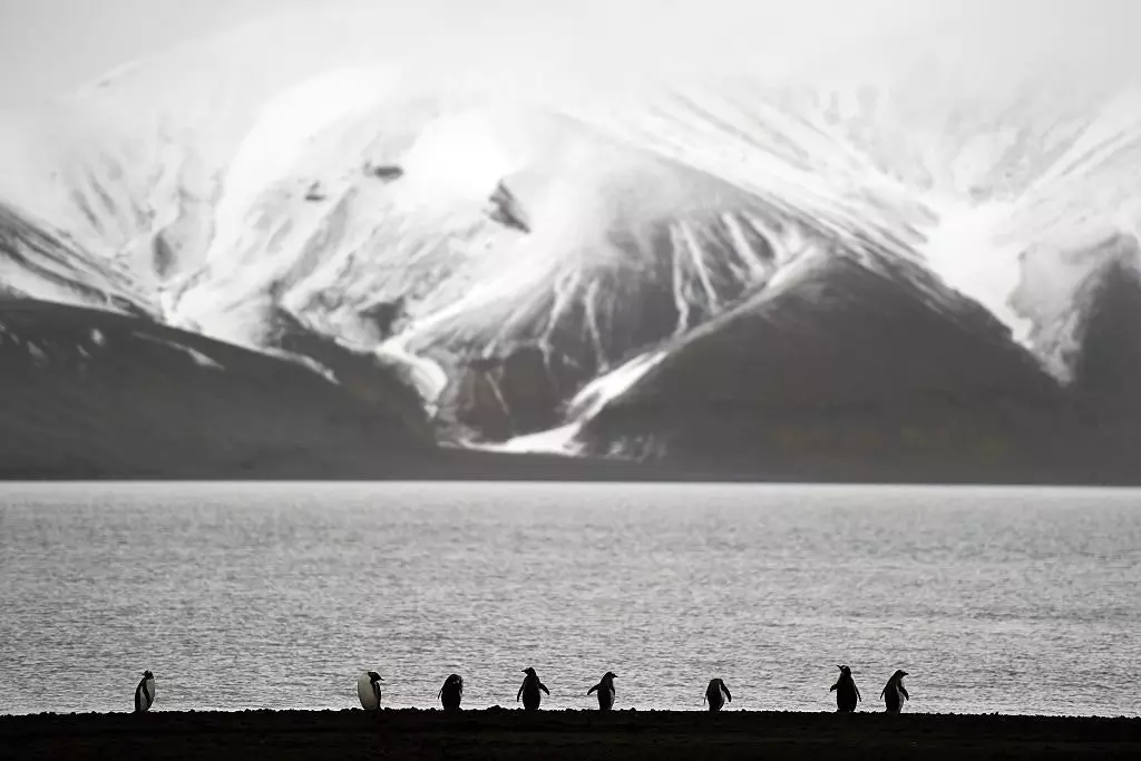 Największa na świecie kolonia pingwinów podbródkowych mieszka razem w Bally Head na Deception Island