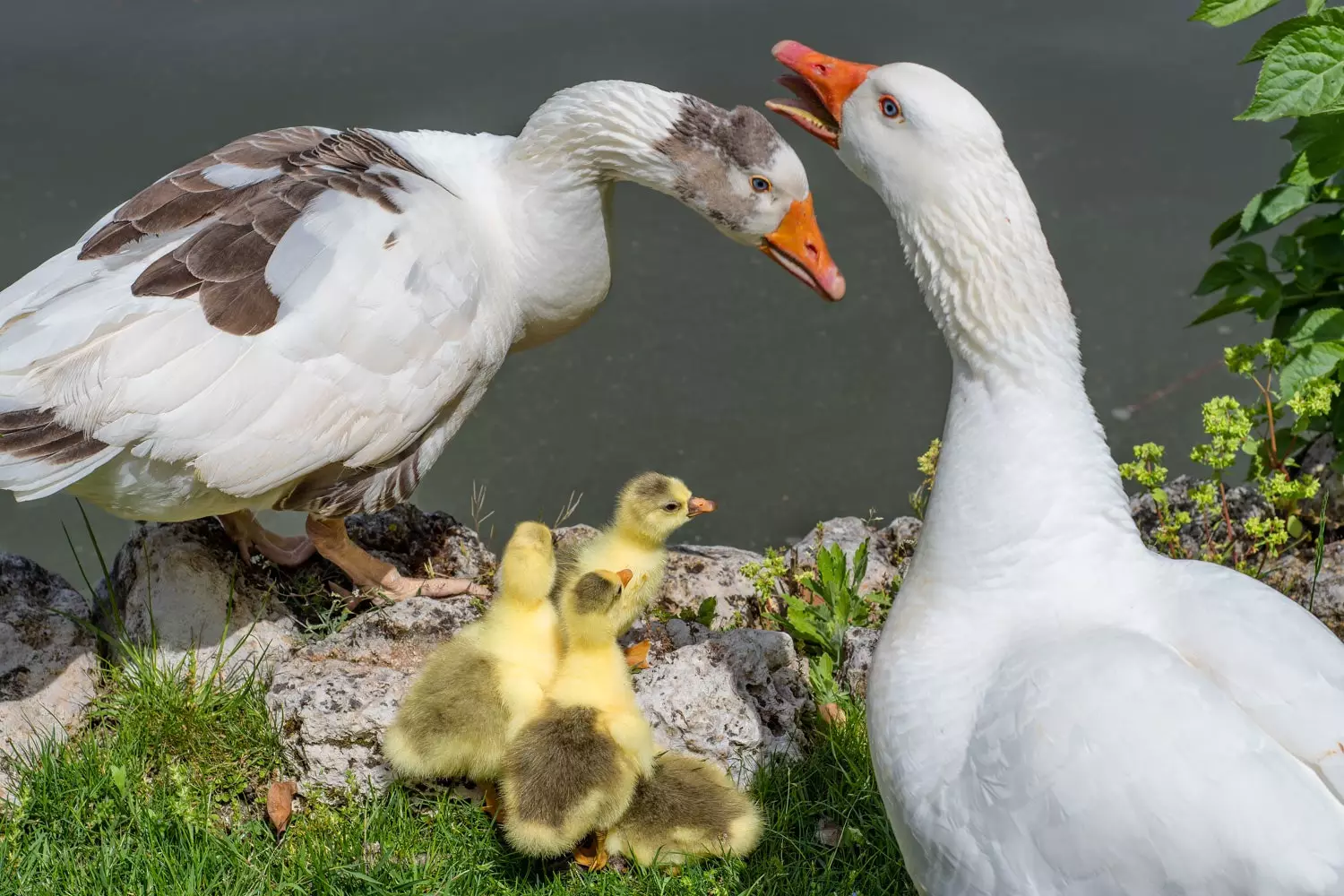 Tiere fühlen sich freier denn je