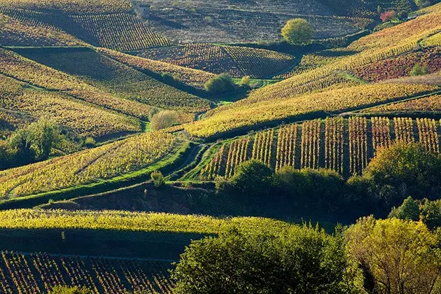 Beaujolais'e kaybetmeyi mi düşünüyorsun?