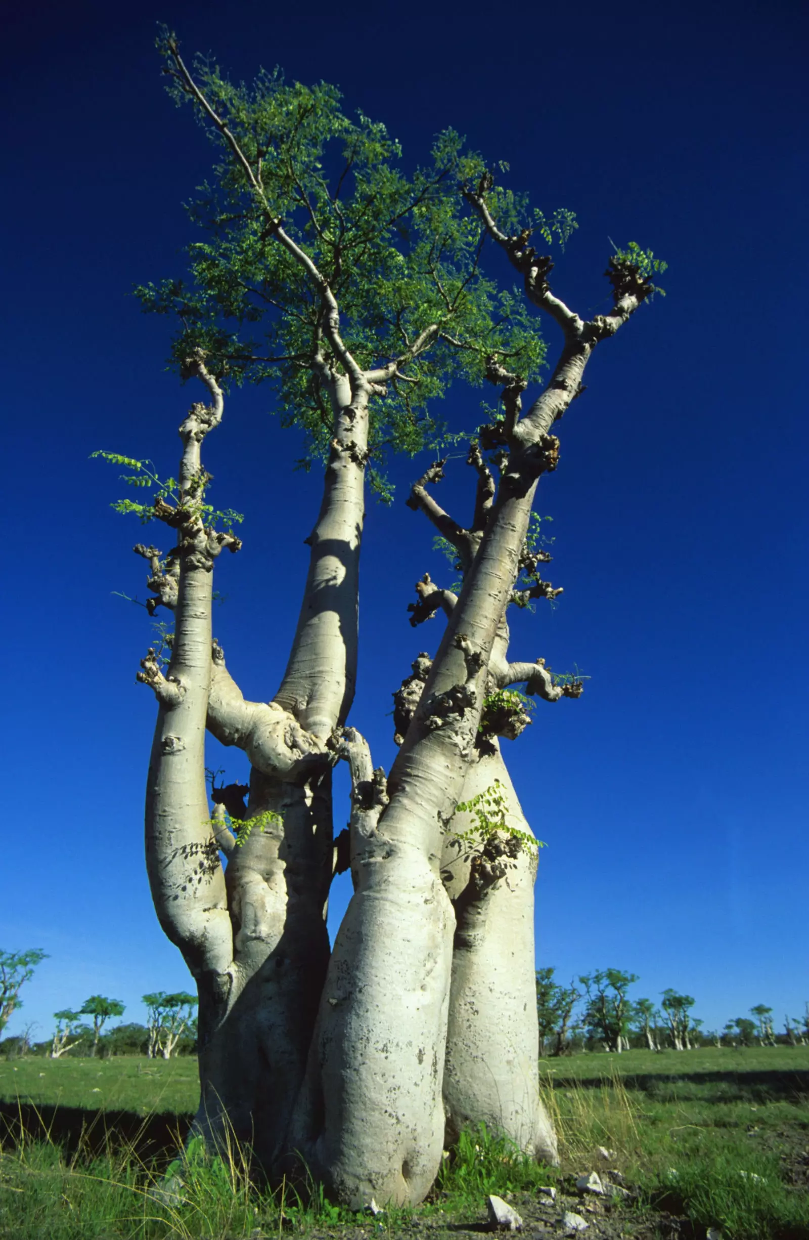 Pohon kehidupan.