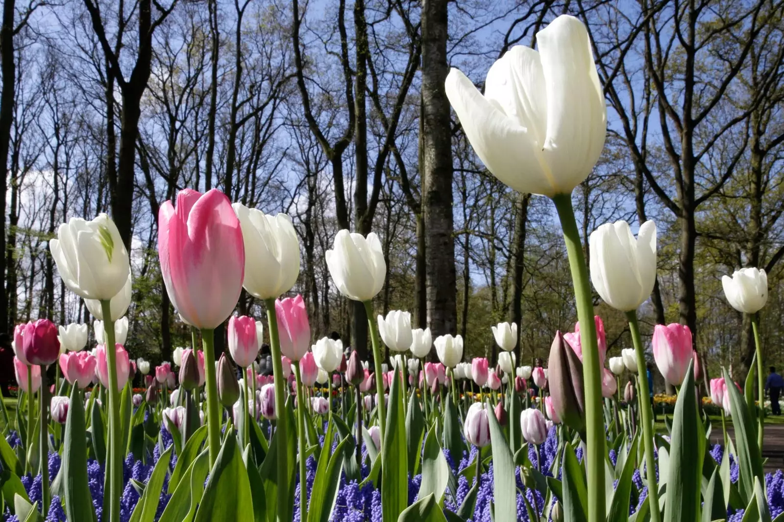 Keukenhof