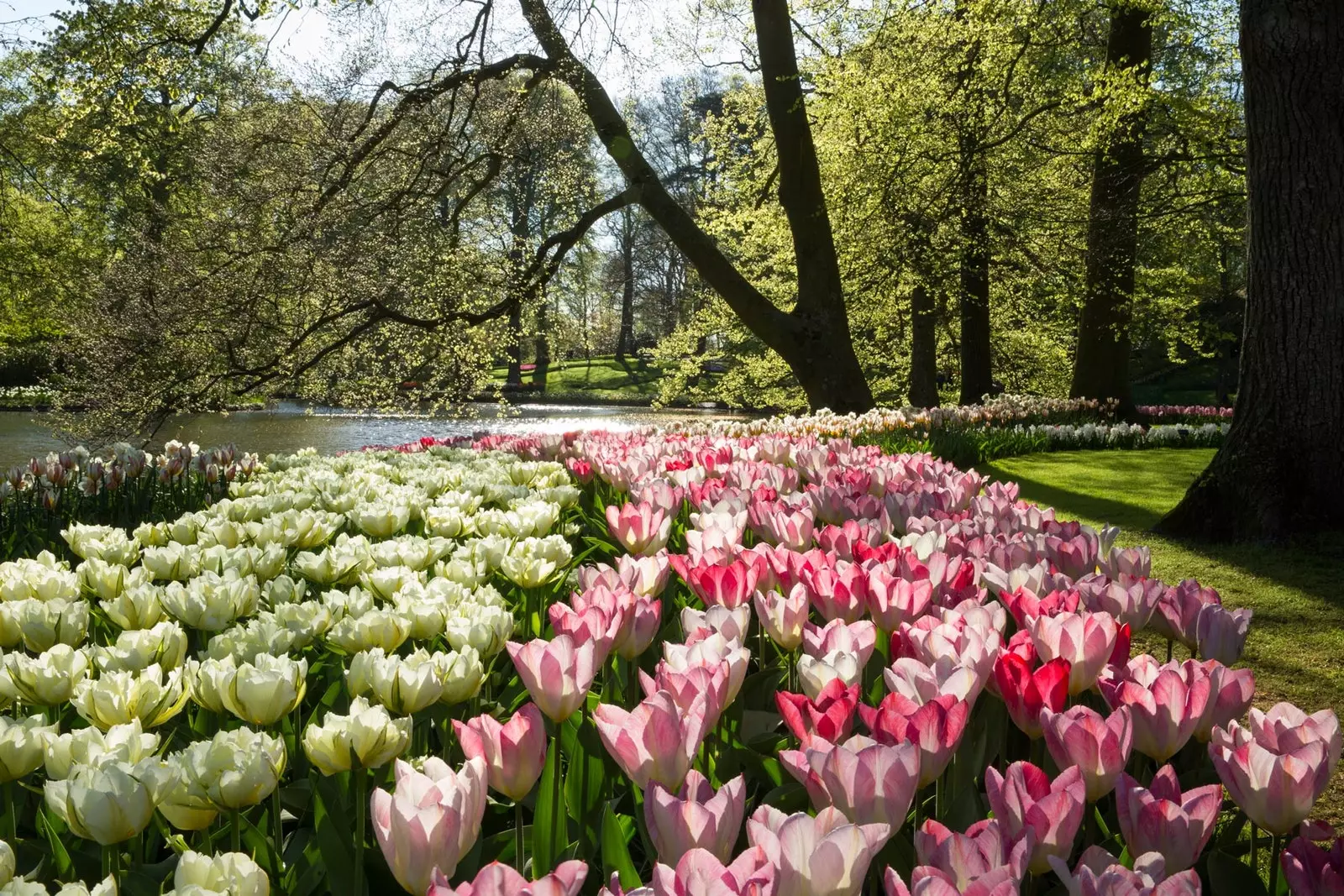 Keukenhof