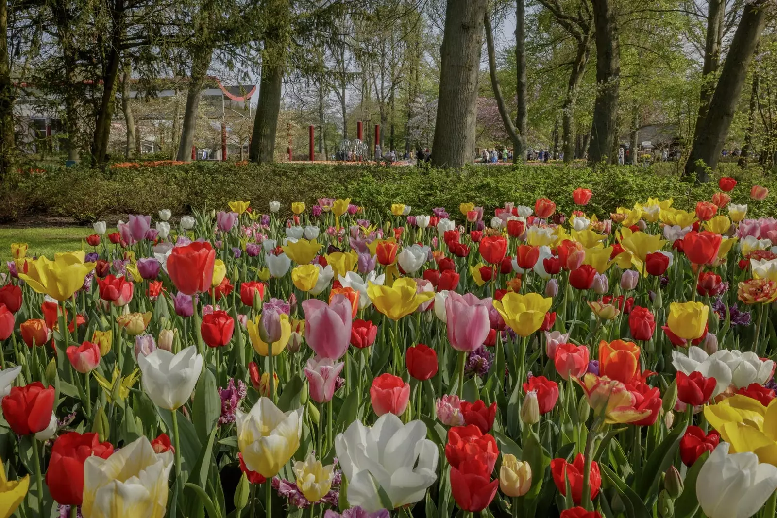 Keukenhof