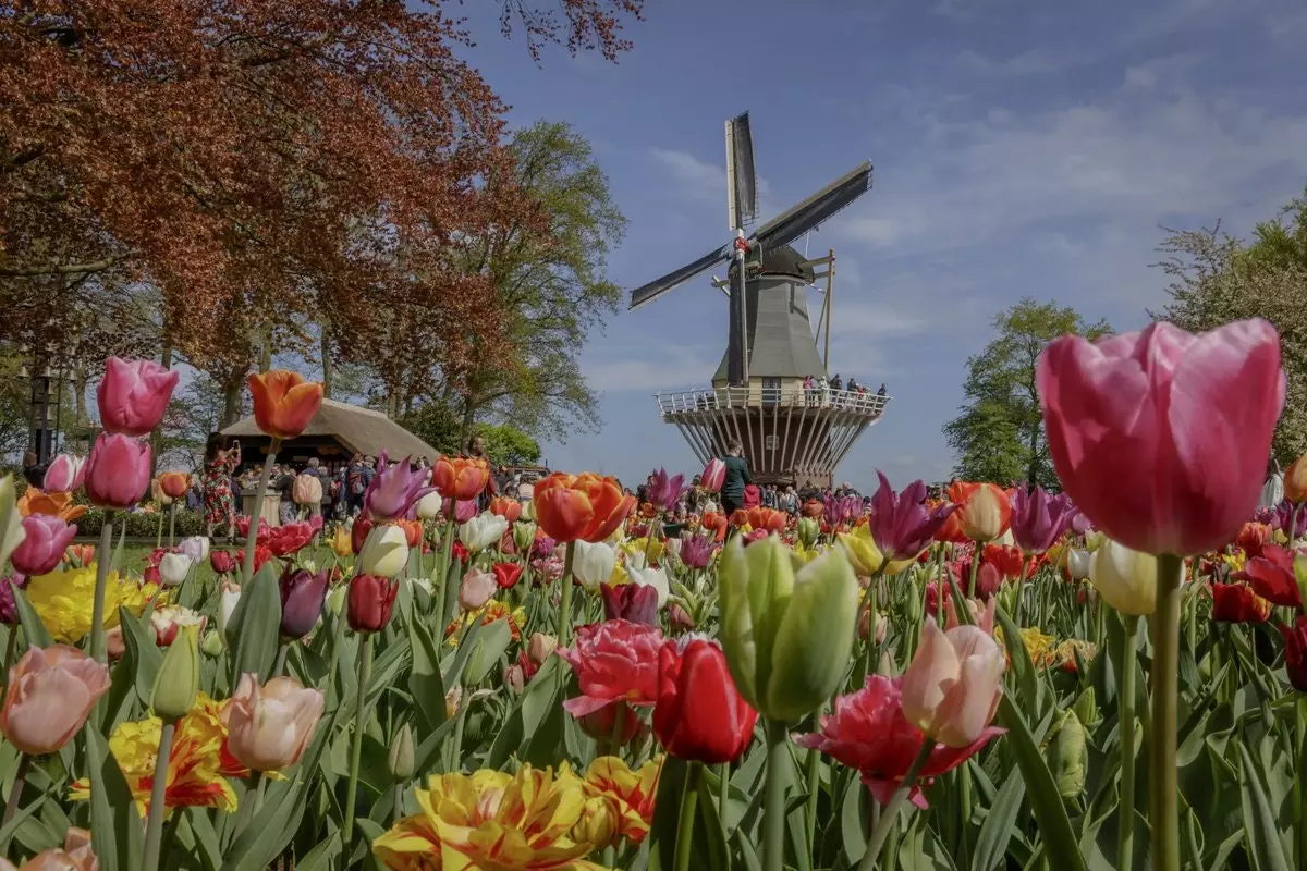 Keukenhof पवनचक्की एक सदी से भी अधिक पुरानी है