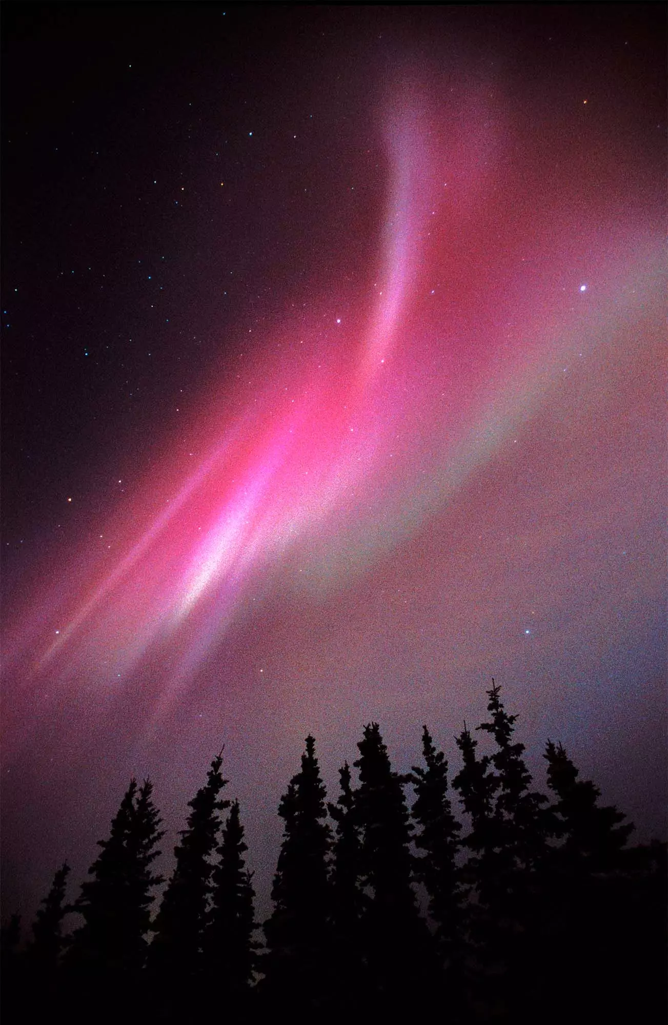 aurores boréales au-dessus des arbres en alaska