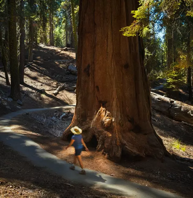 Sequoia milliy bog'i