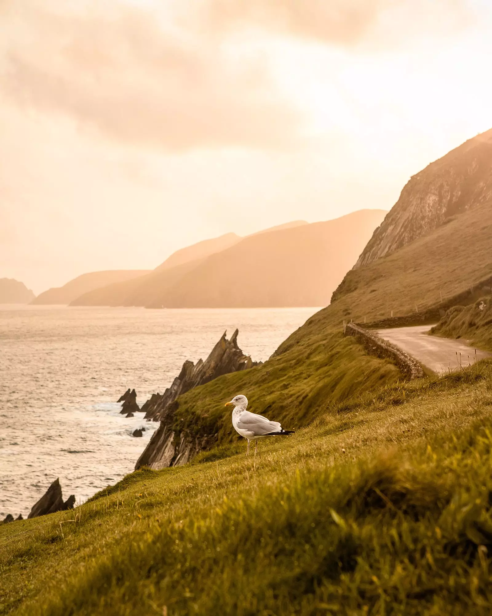 En sommer i Dingle Kerry Irland