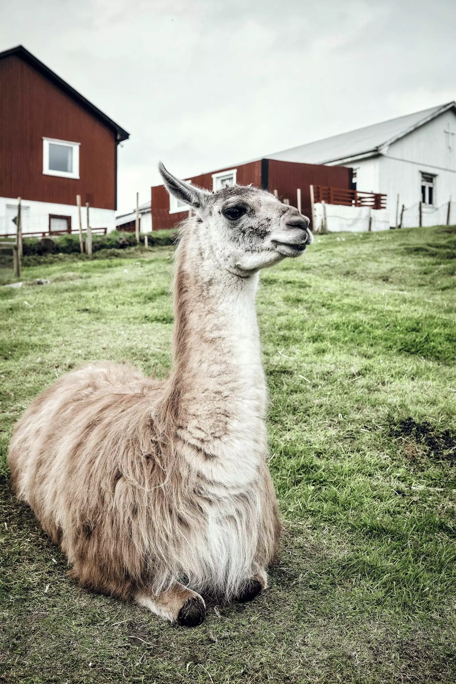 Seekor llama duduk di pulau Nólsoy.