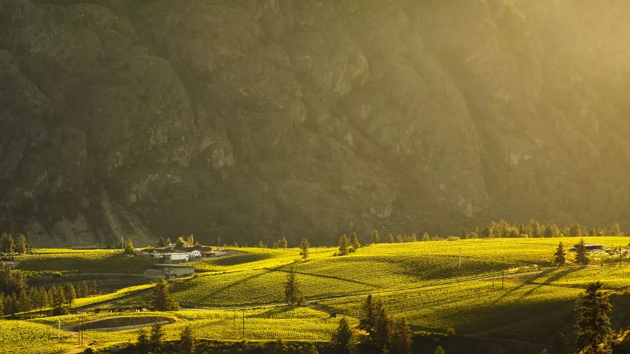 Dies de sol i passejades per les vinyes...de Canadà?