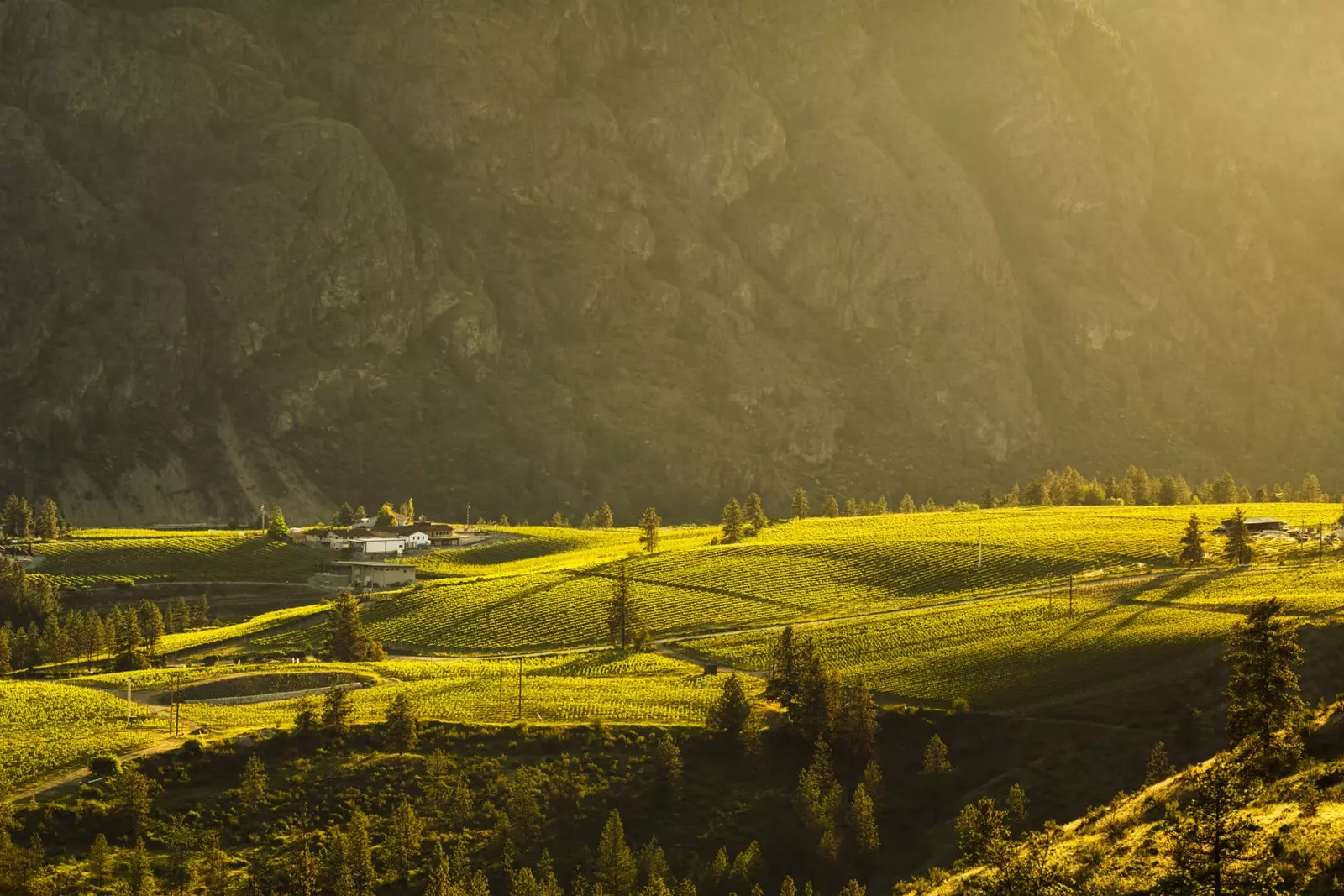 Okanagan Valley víngarða.